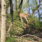 Interested onlooker